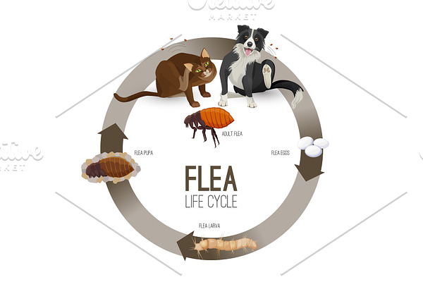 Flea life cycle circle with