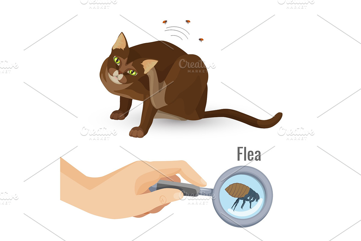 Flea from cat fur harmful bio in Illustrations - product preview 8