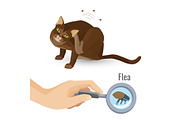 Flea from cat fur harmful bio