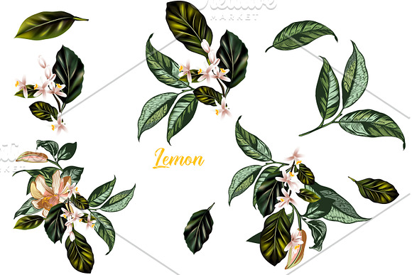 It’s all about lemon. Vector clipart in Objects - product preview 2