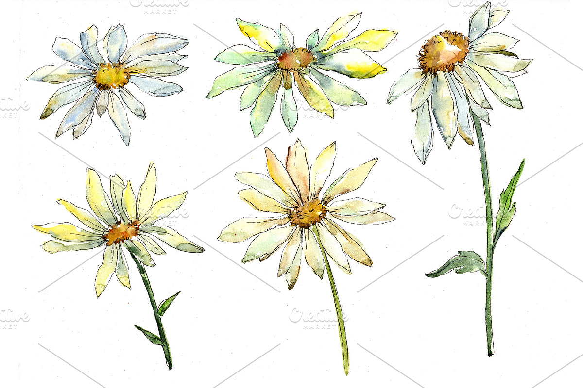 Fine wildflower daisy PNG watercolor in Illustrations - product preview 8