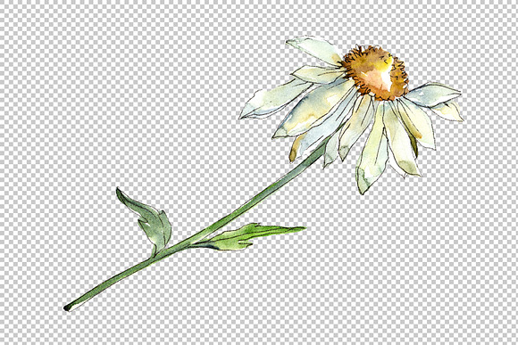 Fine wildflower daisy PNG watercolor in Illustrations - product preview 1