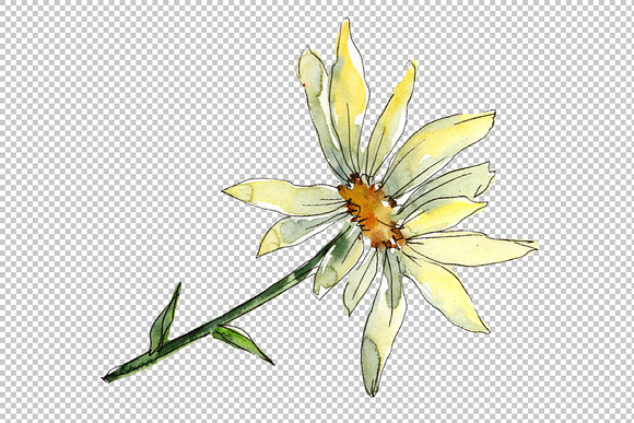 Fine wildflower daisy PNG watercolor in Illustrations - product preview 2