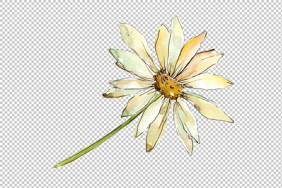 Fine wildflower daisy PNG watercolor in Illustrations - product preview 3