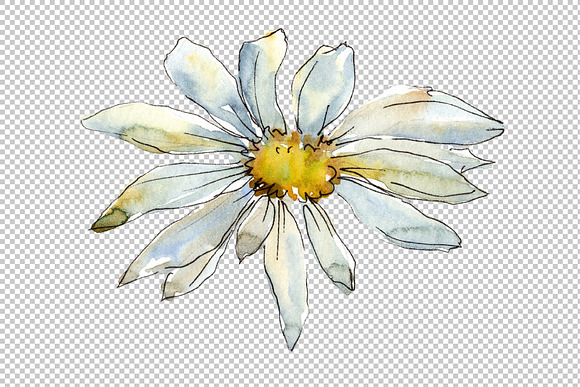Fine wildflower daisy PNG watercolor in Illustrations - product preview 4