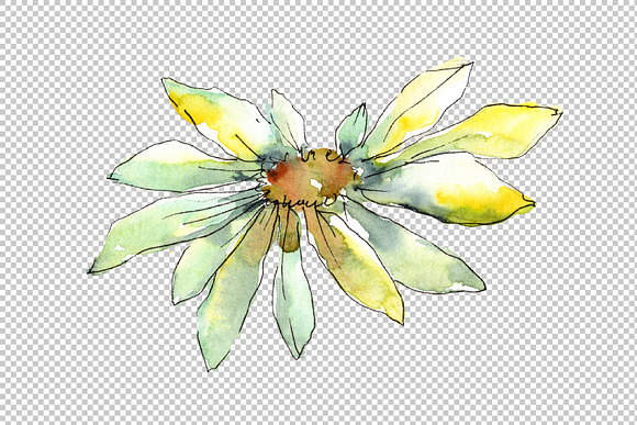 Fine wildflower daisy PNG watercolor in Illustrations - product preview 5