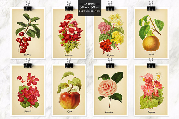 Antique Fruit & Flowers Graphics in Illustrations - product preview 3