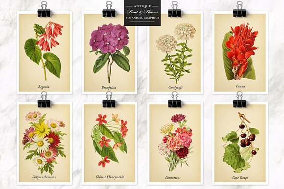 Antique Fruit & Flowers Graphics in Illustrations - product preview 4