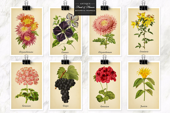 Antique Fruit & Flowers Graphics in Illustrations - product preview 5