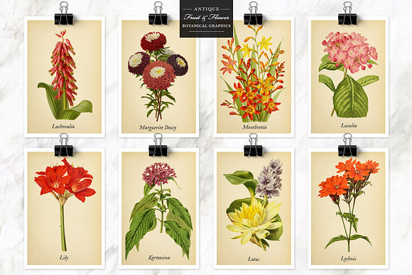 Antique Fruit & Flowers Graphics in Illustrations - product preview 6