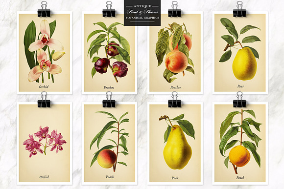 Antique Fruit & Flowers Graphics in Illustrations - product preview 7