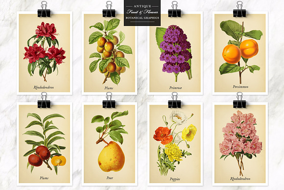 Antique Fruit & Flowers Graphics in Illustrations - product preview 8