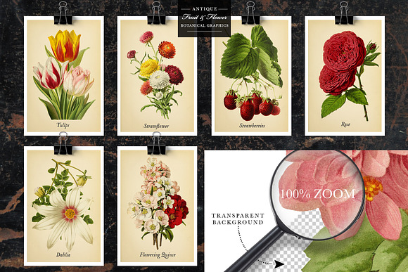 Antique Fruit & Flowers Graphics in Illustrations - product preview 9