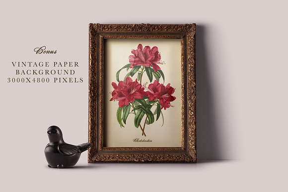Antique Fruit & Flowers Graphics in Illustrations - product preview 10