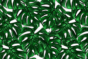 Monstera leaf plant tropical pattern