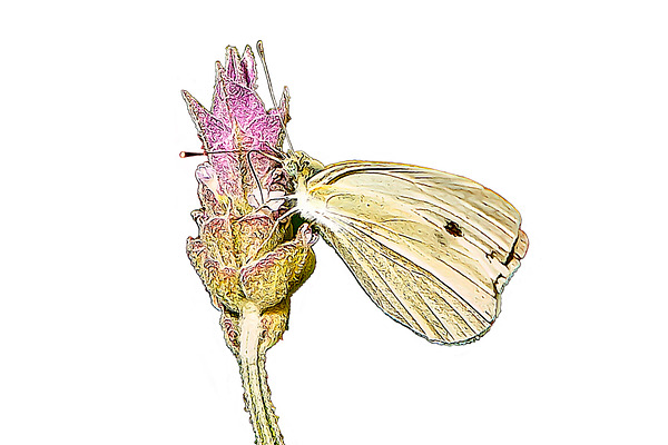 Dibujo vectorial de mariposa