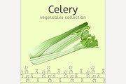Celery vector image