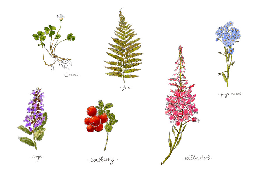 Handdrawn herbs  in Illustrations - product preview 8