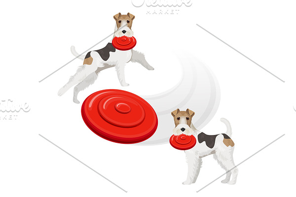 Funny fox terrier dog with red