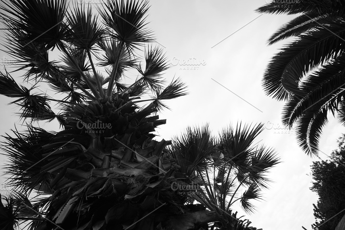 Black and white palm tree background in Illustrations - product preview 8