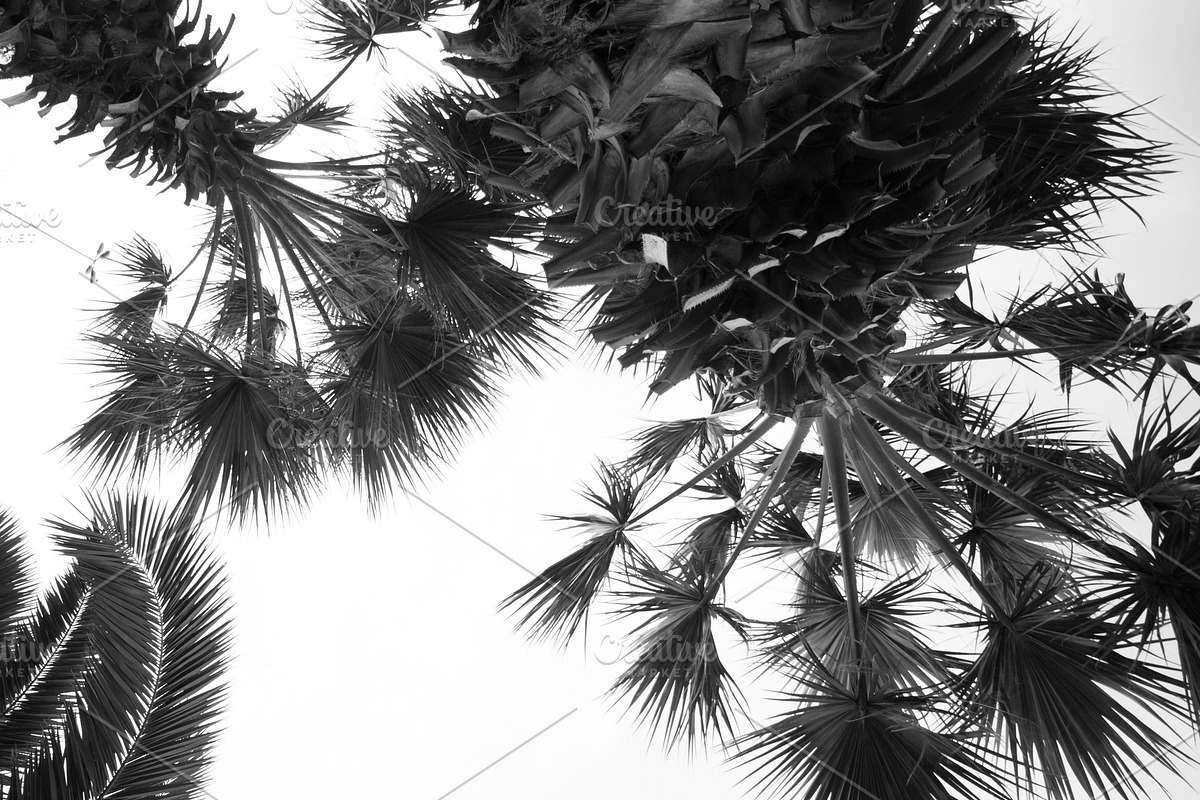Black and white palm tree background in Textures - product preview 8
