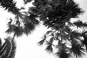 Black and white palm tree background