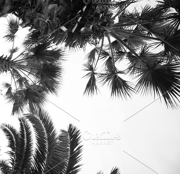 Black and white palm tree background in Illustrations - product preview 1