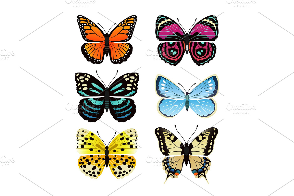 Butterflies Types Collection Vector in Illustrations - product preview 8