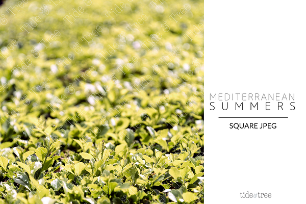 Med Summers | Square No. 21
