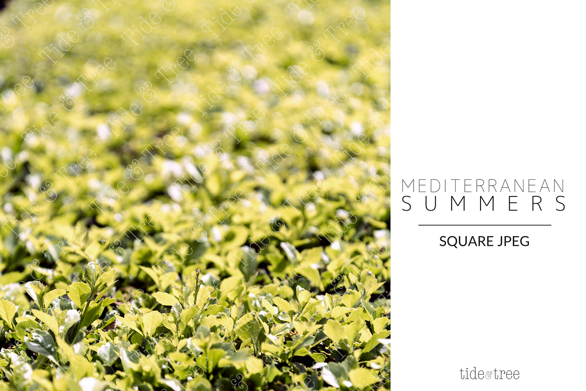 Med Summers | Square No. 21 in Instagram Templates - product preview 8