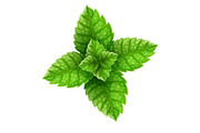 Mint green leaves for mojito drink