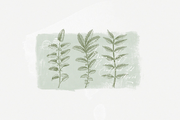 147 Botanical Illustrations Pack in Illustrations - product preview 1