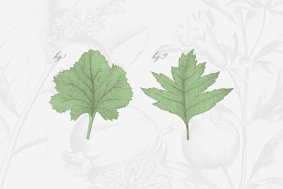 147 Botanical Illustrations Pack in Illustrations - product preview 3
