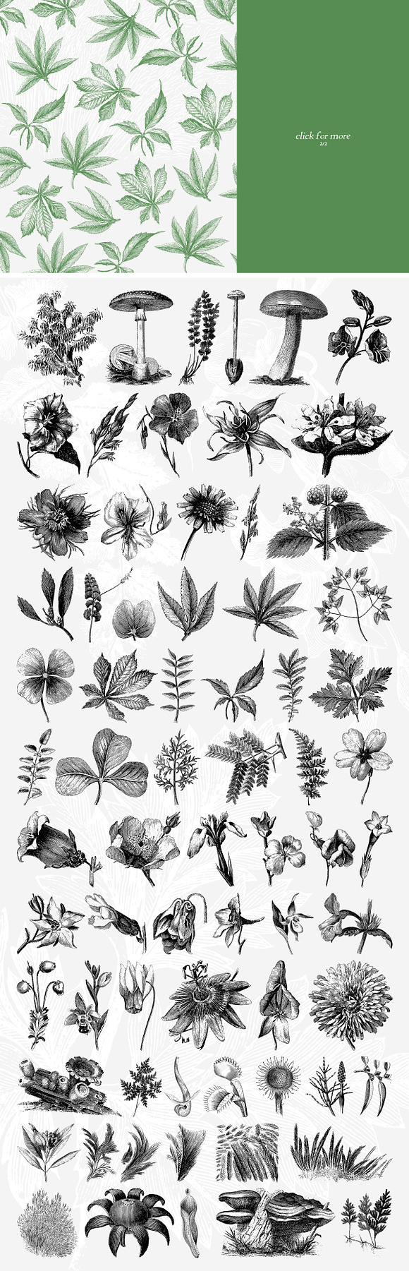 147 Botanical Illustrations Pack in Illustrations - product preview 5