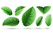 Set of fresh green mint leaves