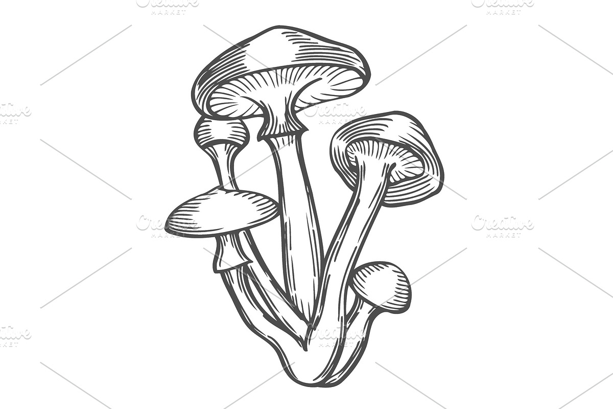 Mushrooms vector illustration in Illustrations - product preview 8