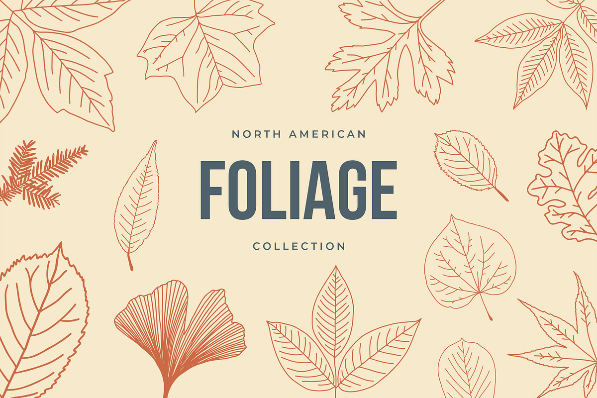 North American Foliage Collection in Illustrations - product preview 8