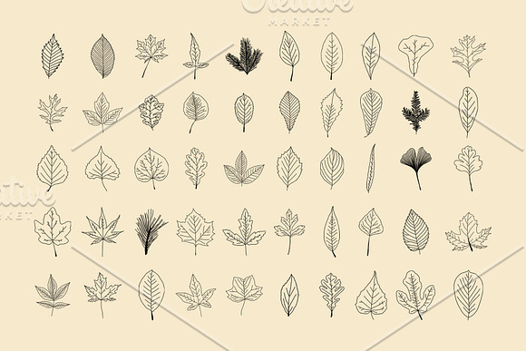 North American Foliage Collection in Illustrations - product preview 5