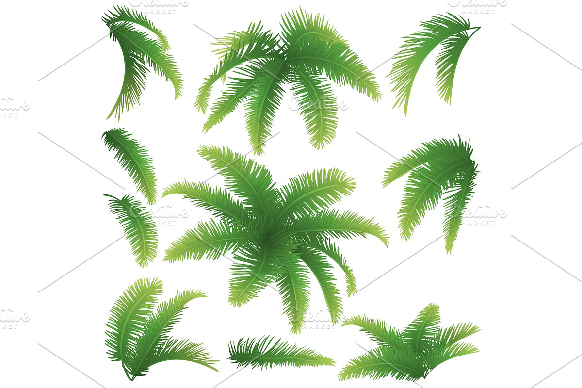 Branches of palm trees in Illustrations - product preview 8