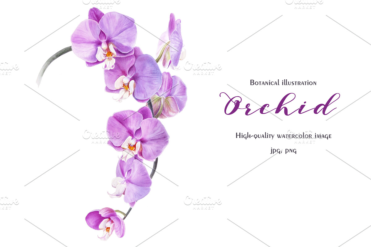 Botanical illustration Orchid in Illustrations - product preview 8