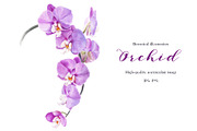 Botanical illustration Orchid