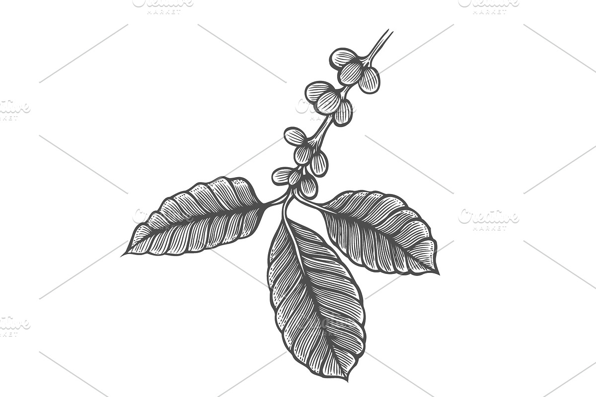 Coffee tree illustration in Illustrations - product preview 8