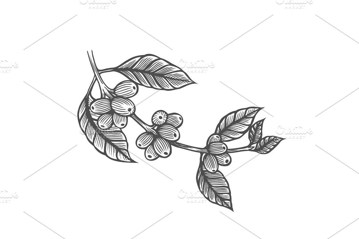 Coffee tree illustration in Illustrations - product preview 8