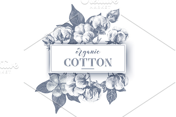 Cotton set in Illustrations - product preview 12