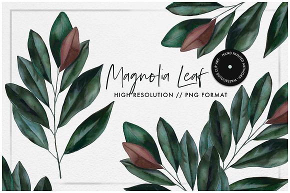 Watercolor Magnolia Leaf in Illustrations - product preview 1