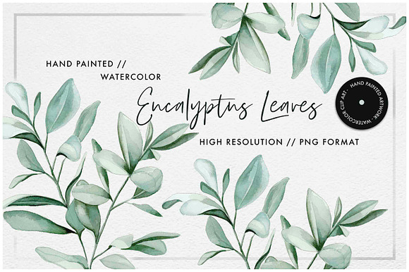 Watercolor Eucalyptus Leaves in Illustrations - product preview 1