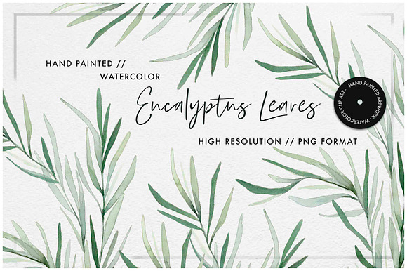 Watercolor Willow Eucalyptus Leaves in Illustrations - product preview 3