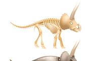 Triceratops dinosaur with skeleton