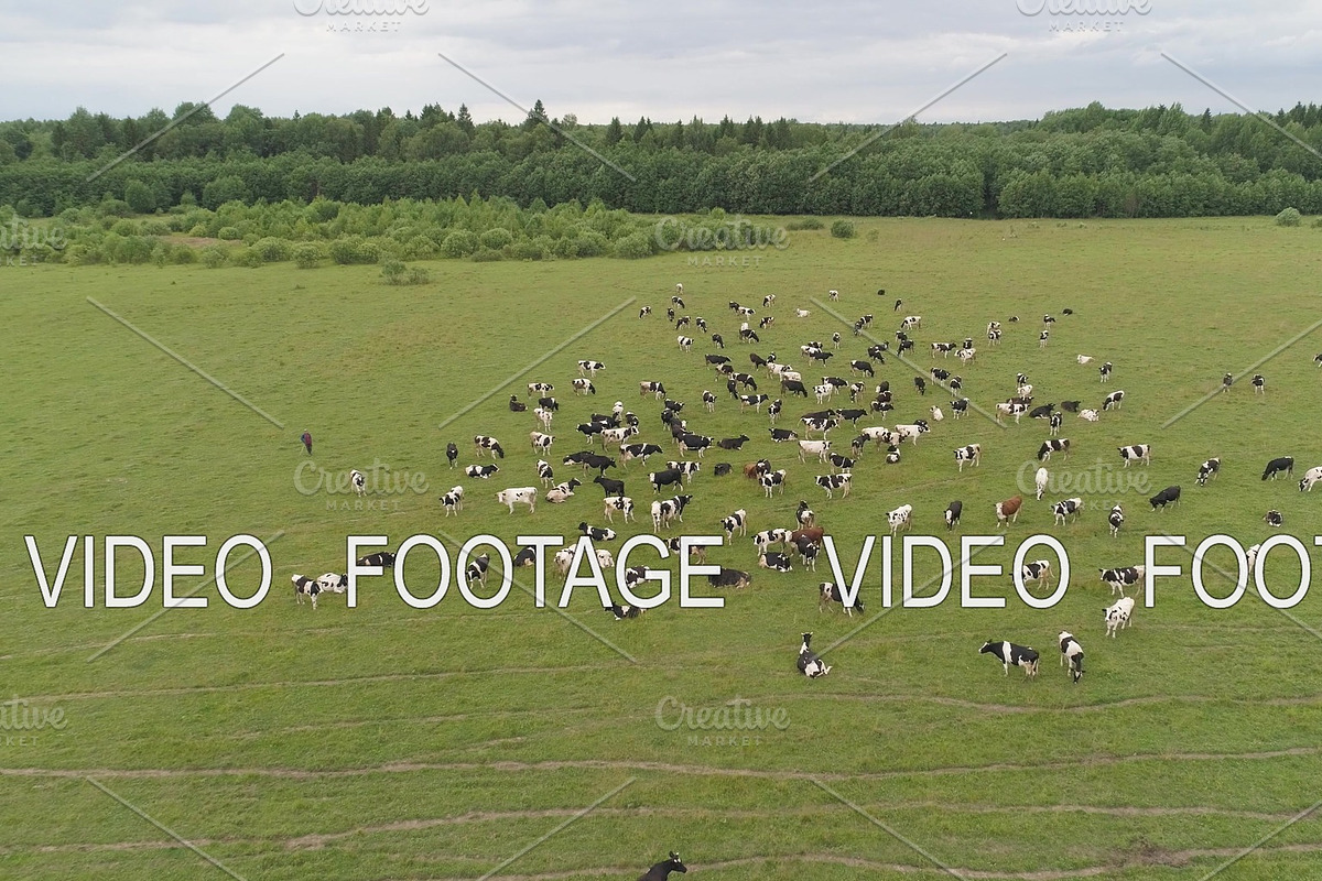 Cows graze on pasture in Graphics - product preview 8