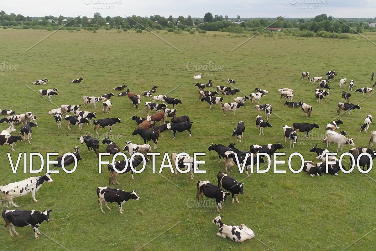 Cows graze on pasture in Graphics - product preview 8